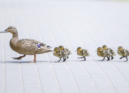 What you should know about six member SMSFs's photo